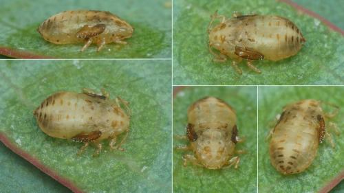 Réf. 217 017 : Glycaspis brimblecombei